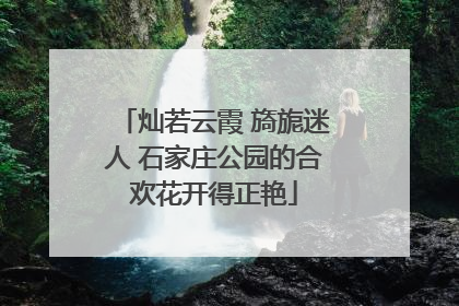 灿若云霞 旖旎迷人 石家庄公园的合欢花开得正艳