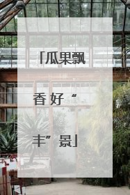瓜果飘香 好“丰”景