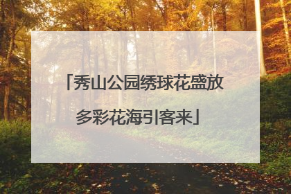 秀山公园绣球花盛放 多彩花海引客来