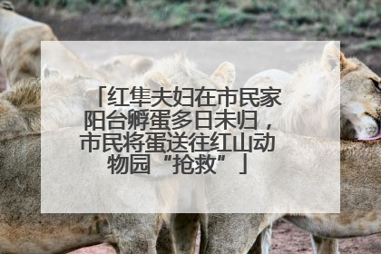 红隼夫妇在市民家阳台孵蛋多日未归，市民将蛋送往红山动物园“抢救”
