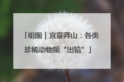 组图｜宜章莽山：各类珍稀动物频“出镜”