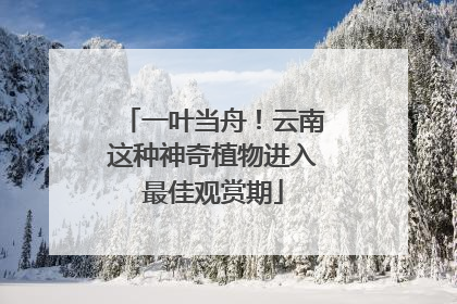 一叶当舟！云南这种神奇植物进入最佳观赏期