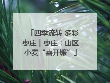 四季流转 多彩枣庄｜枣庄：山区小麦“喜开镰”