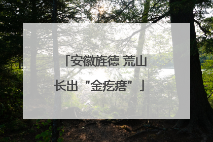 安徽旌德 荒山长出“金疙瘩”