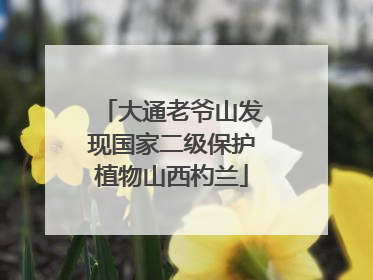 大通老爷山发现国家二级保护植物山西杓兰