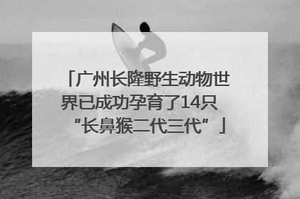 广州长隆野生动物世界已成功孕育了14只“长鼻猴二代三代”