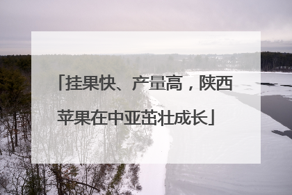 挂果快、产量高，陕西苹果在中亚茁壮成长