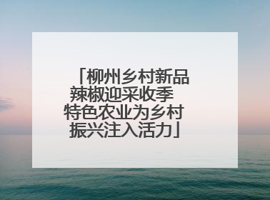 柳州乡村新品辣椒迎采收季 特色农业为乡村振兴注入活力