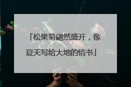松果菊翩然盛开，像夏天写给大地的情书