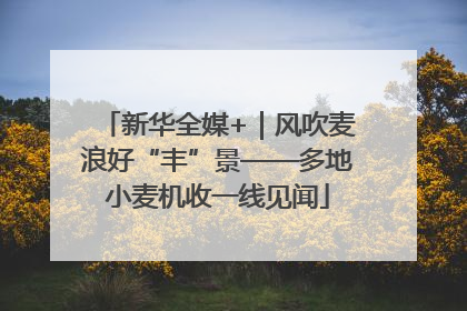 新华全媒+｜风吹麦浪好“丰”景——多地小麦机收一线见闻