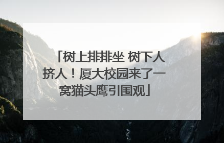 树上排排坐 树下人挤人！厦大校园来了一窝猫头鹰引围观