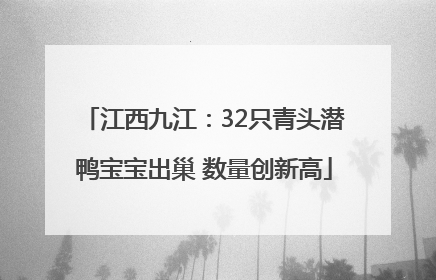 江西九江：32只青头潜鸭宝宝出巢 数量创新高