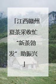 江西赣州夏茶采收忙 “新茶勃发”助振兴