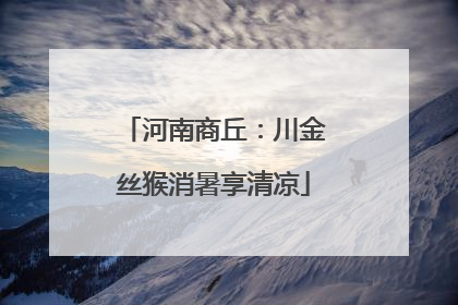 河南商丘：川金丝猴消暑享清凉