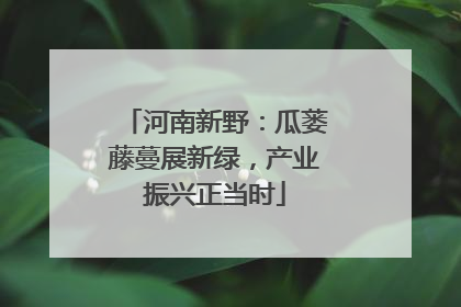 河南新野：瓜蒌藤蔓展新绿，产业振兴正当时