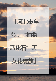 河北秦皇岛：“植物活化石”天女花绽放