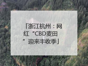 浙江杭州：网红“CBD麦田”迎来丰收季