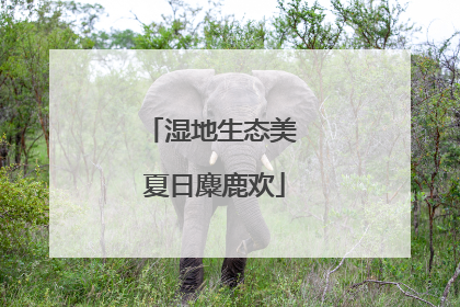 湿地生态美 夏日麋鹿欢