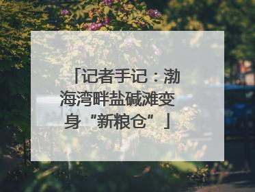 记者手记：渤海湾畔盐碱滩变身“新粮仓”
