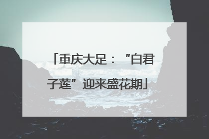 重庆大足：“白君子莲”迎来盛花期