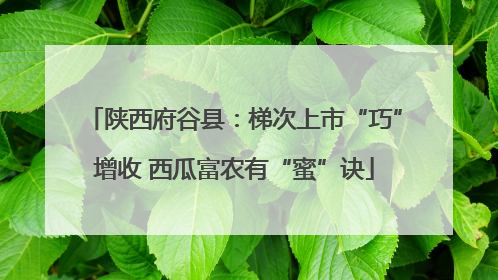 陕西府谷县：梯次上市“巧”增收 西瓜富农有“蜜”诀