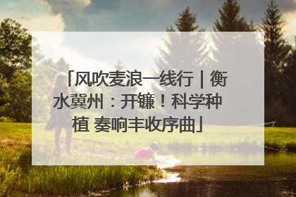 风吹麦浪一线行｜衡水冀州：开镰！科学种植 奏响丰收序曲