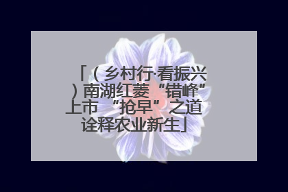 （乡村行·看振兴）南湖红菱“错峰”上市 “抢早”之道诠释农业新生